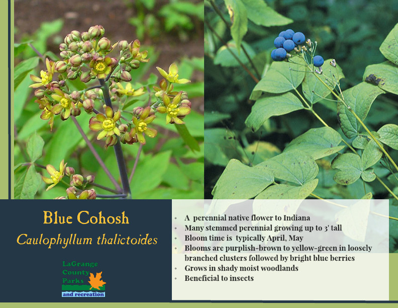 Blue Cohosh