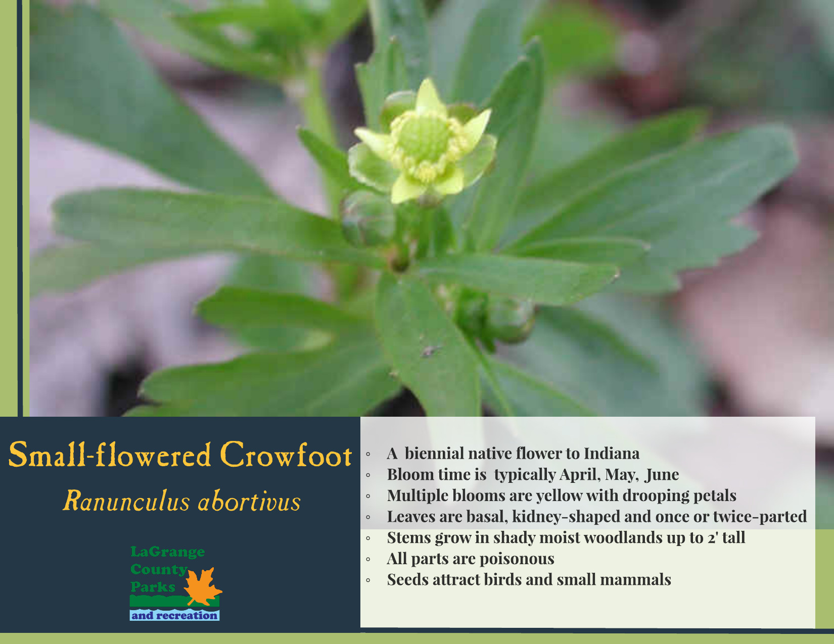 Small flowered Crowfoot