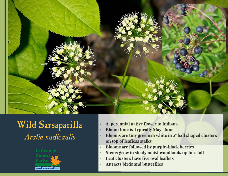 Wild Sarsaparilla