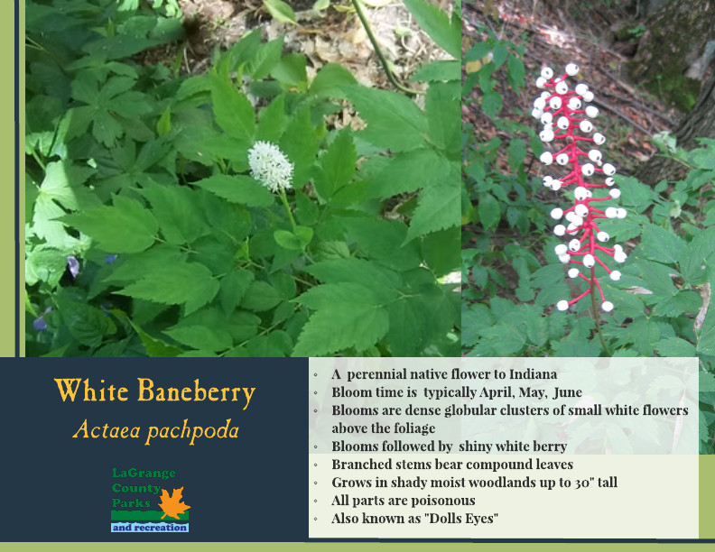 White Baneberry