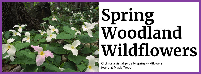 Spring Woodland Wildflowers