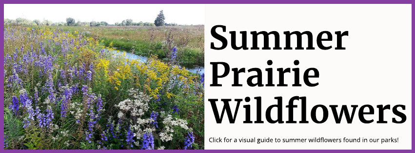 Summer Prairie Wildflowers