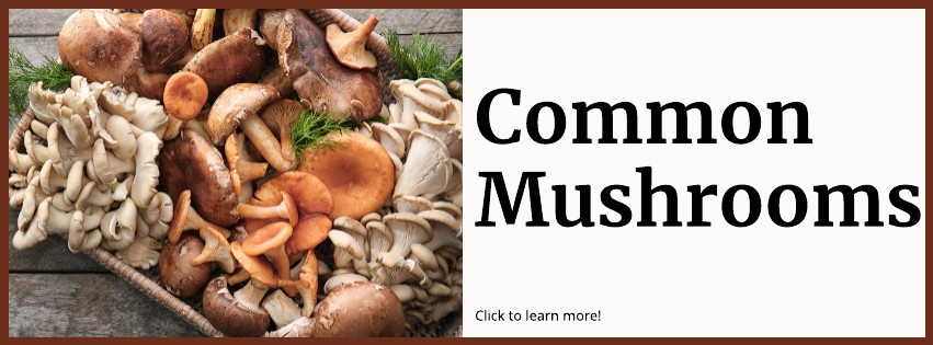 Common Mushrooms