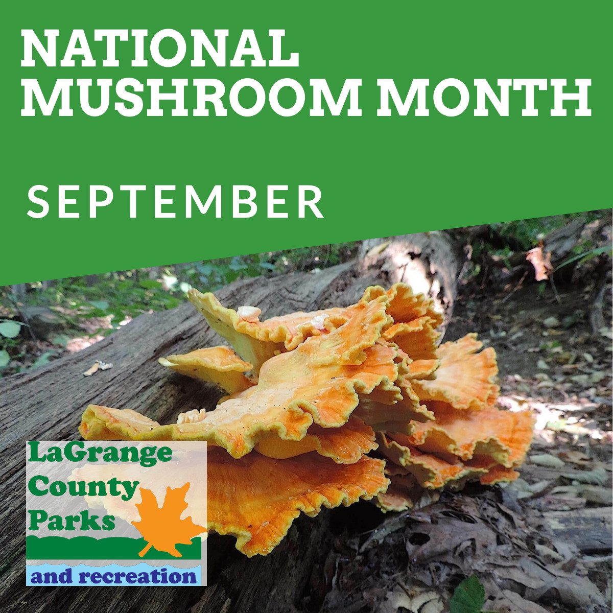 September Mushroom Month